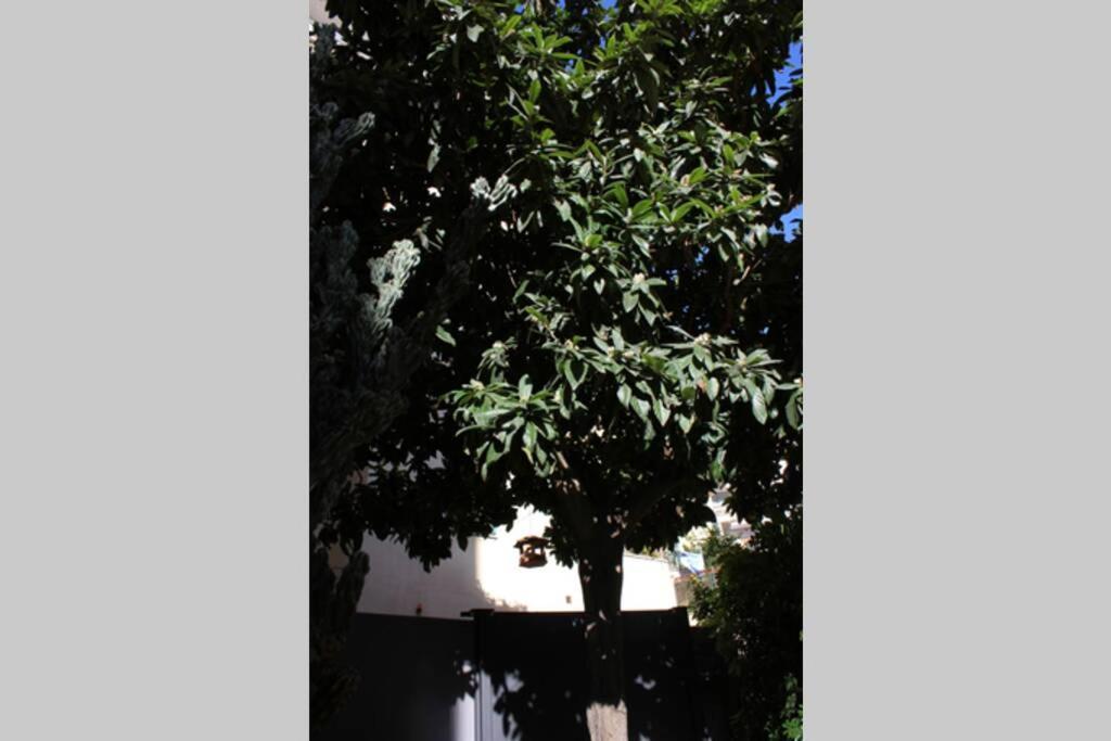 Loquat House Nel Giardino Segreto In Zona Vaticano Roma Dış mekan fotoğraf